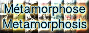 Metamorphosis